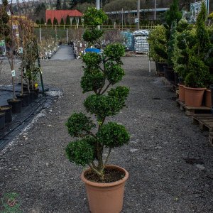 Krušpán vždyzelený (Buxus Microphylla) ´FAULKNER´ - výška 120-150cm, kont. C18L - POMPONS (-24°C)